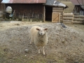 Mawadani - Bařinka